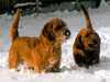 basset-fauve-de-bretagne owners
