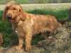basset-fauve-de-bretagne stud-dogs