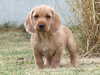 basset-fauve-de-bretagne puppies