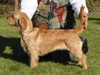 basset-fauve-de-bretagne results