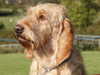 basset-fauve-de-bretagne clubs