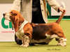 basset-hound breeders