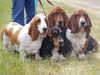 basset-hound owners