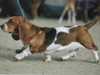 basset-hound stud-dogs