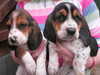 basset-hound puppies
