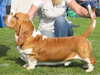 basset-hound results