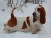 basset-hound clubs