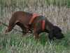 bavarian mountain hound