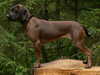 bavarian-mountain-hound breeders
