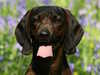 bavarian-mountain-hound owners
