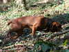 bavarian-mountain-hound stud-dogs