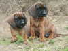 bavarian-mountain-hound puppies