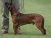 bavarian-mountain-hound results
