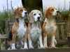 beagle owners