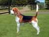 beagle stud-dogs