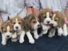 beagle puppies