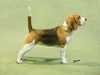 beagle results