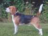 beagle clubs