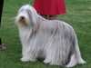 bearded collie