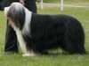 bearded-collie breeders