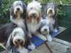 bearded-collie owners