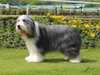 bearded-collie stud-dogs