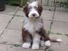 bearded-collie puppies