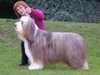 bearded-collie results