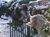 bearded-collie clubs