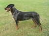 beauceron stud-dogs