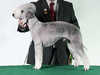 bedlington terrier