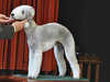 bedlington-terrier stud-dogs