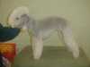 bedlington-terrier puppies