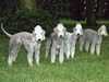 bedlington-terrier results