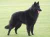 belgian shepherd groenendael