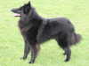 belgian-shepherd-groenendael breeders