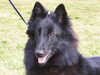 belgian-shepherd-groenendael owners