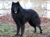 belgian-shepherd-groenendael stud-dogs