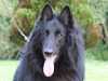 belgian-shepherd-groenendael results