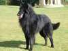 belgian-shepherd-groenendael clubs