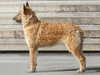 belgian shepherd laekenois