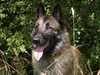 belgian-shepherd-laekenois owners