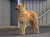 belgian-shepherd-laekenois stud-dogs