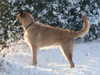 belgian-shepherd-laekenois puppies
