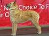 belgian-shepherd-laekenois results