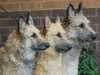 belgian-shepherd-laekenois clubs