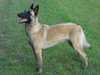 belgian shepherd malinois