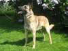belgian-shepherd-malinois breeders