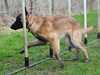 belgian-shepherd-malinois owners