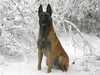 belgian-shepherd-malinois stud-dogs